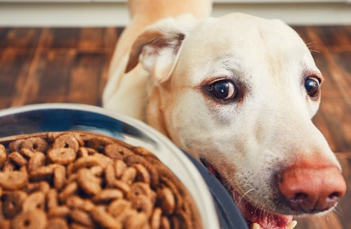 alimento para perros